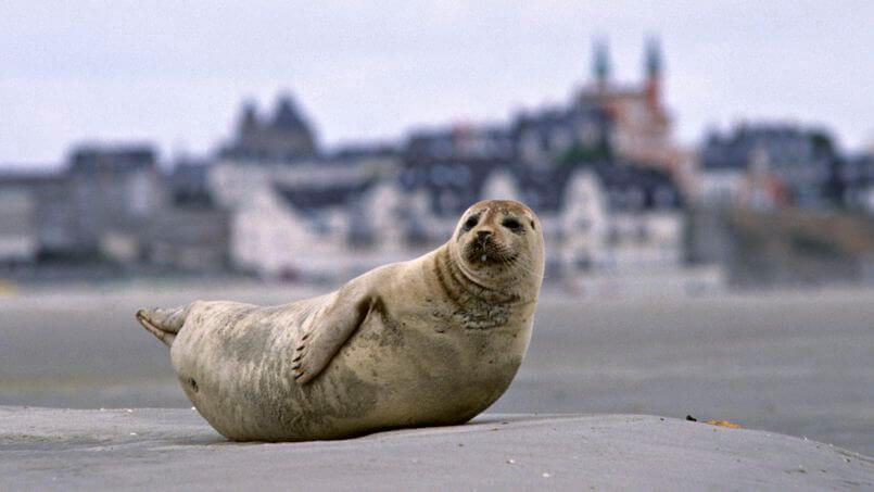 Colonies de phoques de la Baie de Somme