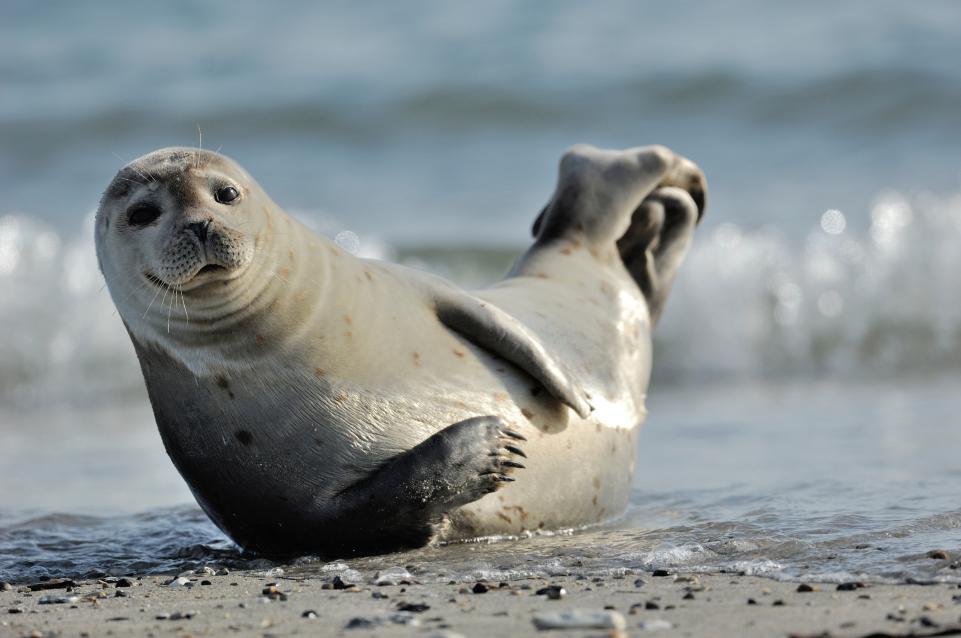 Phoque gris en Baie de Somme